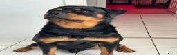 Rottweiler dogs for sale: 2 year old Rottweiler male for sale in Nottingham - Advert 1