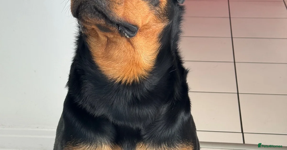 Other Color Rottweiler Rottweiler Puppies for sale in Nottingham | Pets4Homes
