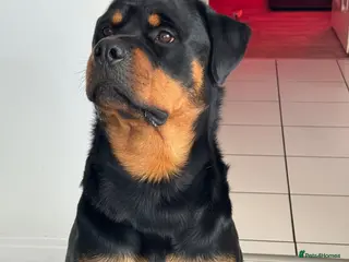 Rottweiler dogs 2 year old Rottweiler male for sale - Advert 4