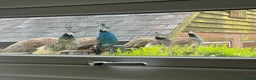 Peafowl poultry for sale: Trio of peafowl  in Shrewsbury - Advert 1