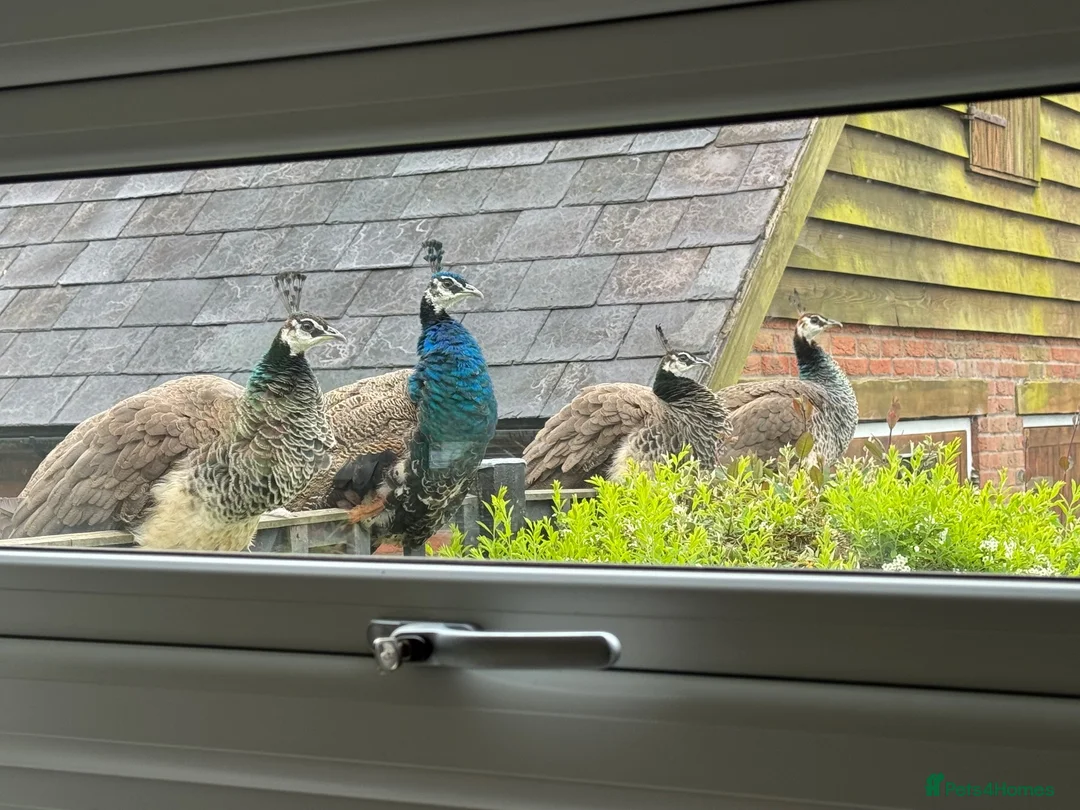Peafowl poultry for sale: Trio of peafowl  in Shrewsbury - Advert 1