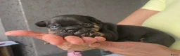 French Bulldog dogs for sale: French bulldog puppies  in Leeds - Advert 17