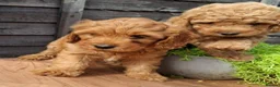Cavapoo dogs for sale: Adventure Starts With Four Little Paws in Norwich - Advert 4
