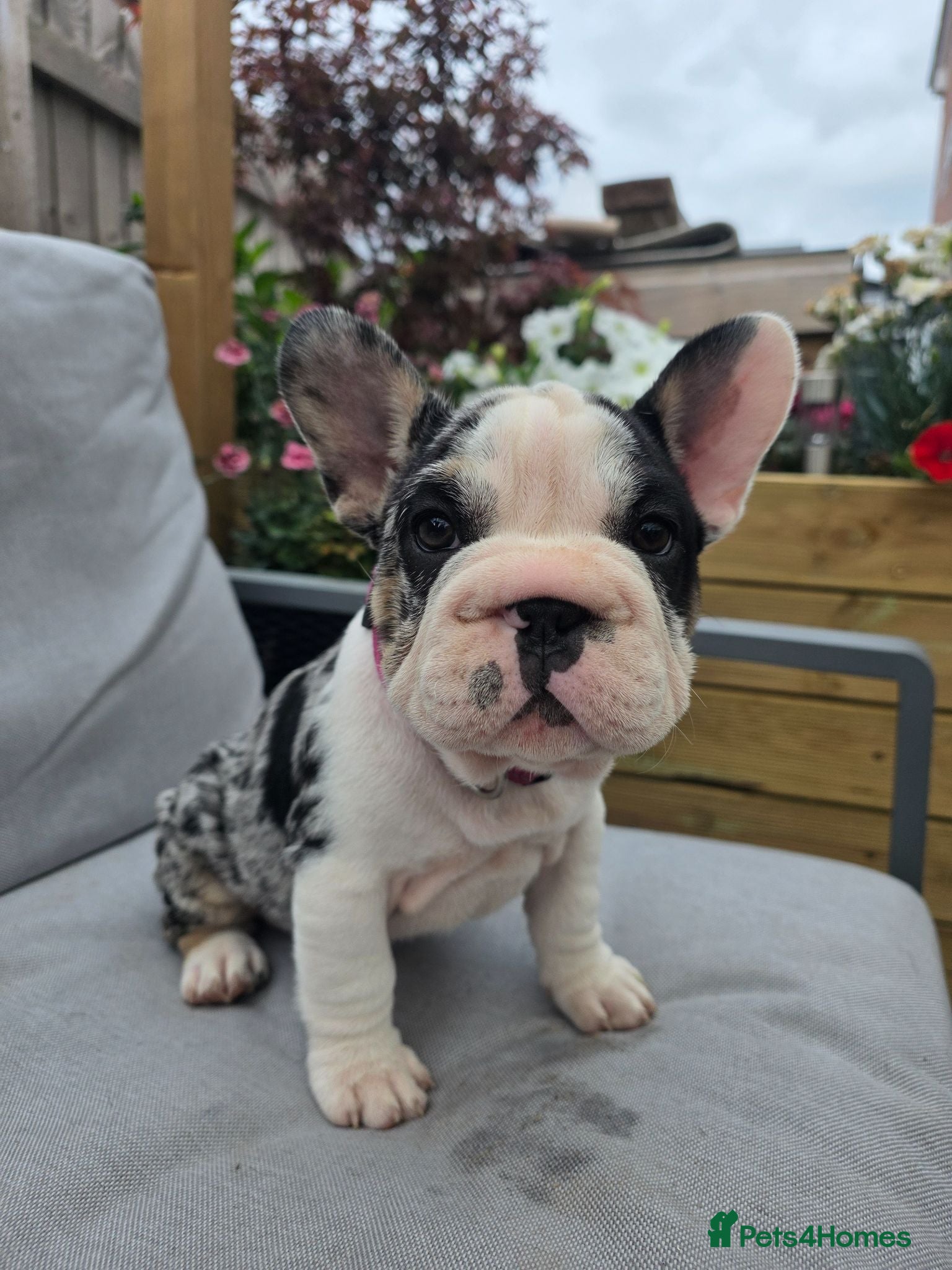 French Bulldog dogs Last girl ! French Bulldog  - Advert 5