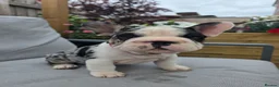 French Bulldog dogs for sale: Last girl ! French Bulldog  - Advert 4