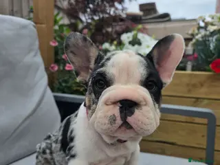 French Bulldog dogs Last girl ! French Bulldog - Advert 5
