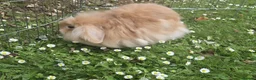 Lionhead rabbits for sale: Female Lionhead with Lovely Thick Light Brown Fur - Advert 4