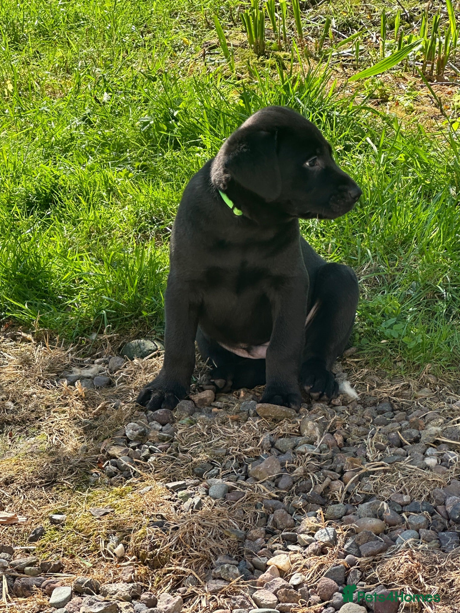 Labrador Retriever dogs Premium Labrador Puppies – Black and Charcoal - Advert 1