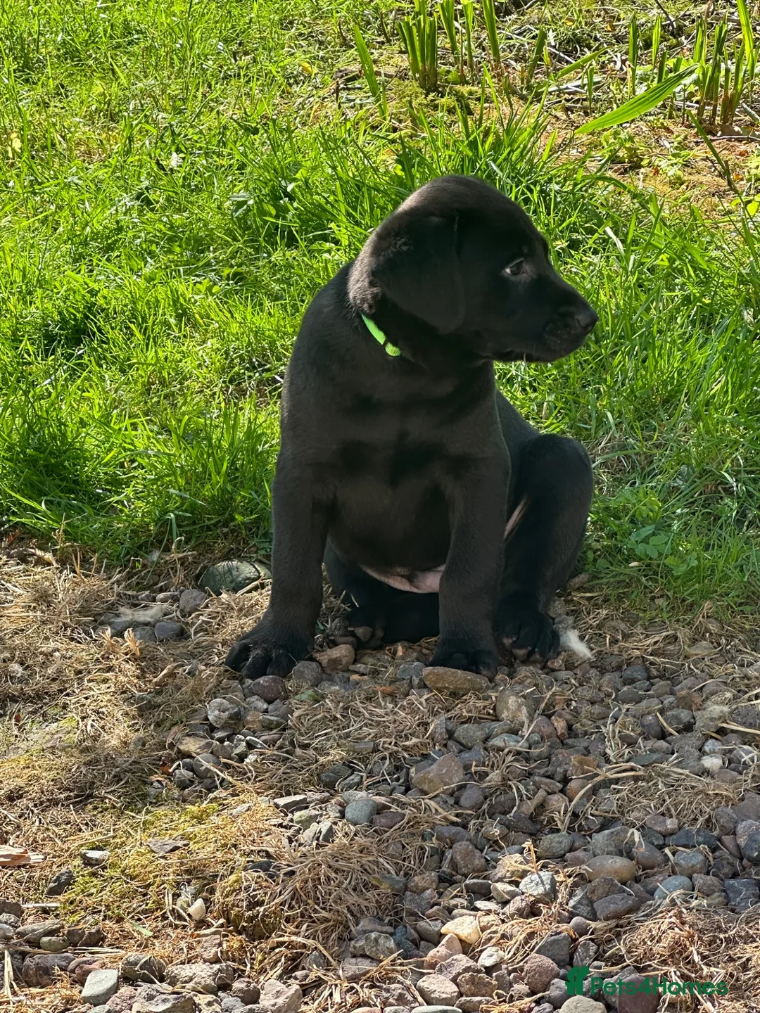 Labrador Retriever dogs for sale: Premium Labrador Puppies – Black and Charcoal - Advert 1