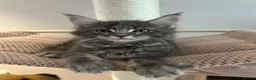 Maine Coon cats for sale: TICA Registered Maine Coon Kittens Available  in Sutton - Advert 3