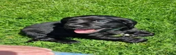 Cocker Spaniel dogs for sale: KC Working Bred Cocker Spaniel Puppies - Advert 4