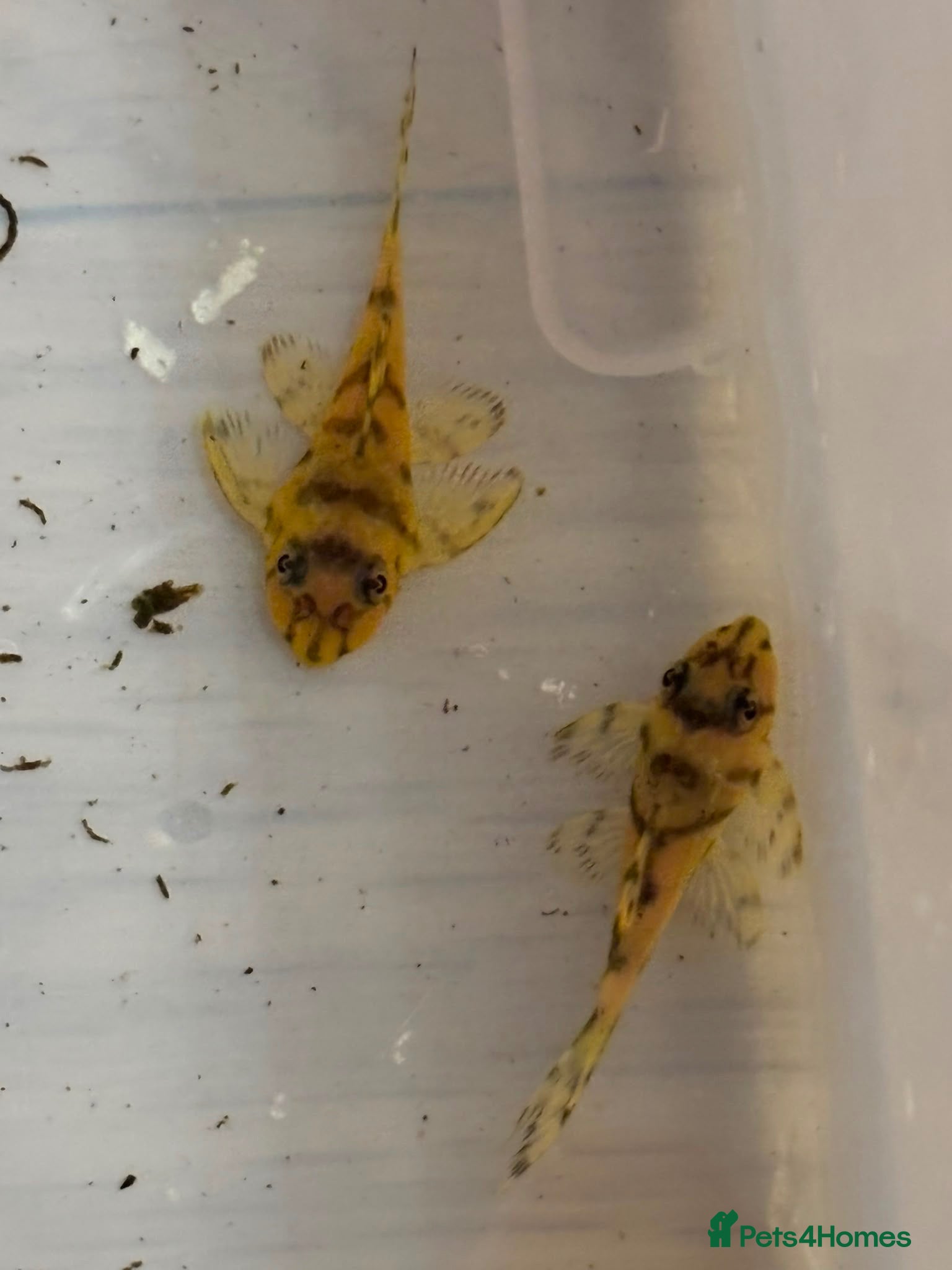Plecos fish L236 super yellow. 1”. - Advert 4