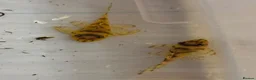Plecos fish for sale: L236 super yellow. 1”. - Advert 1