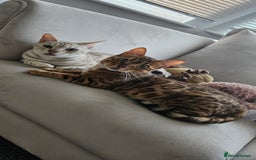 Bengal cats for sale: Mother and daughter bengal for rehoming  - Image 1