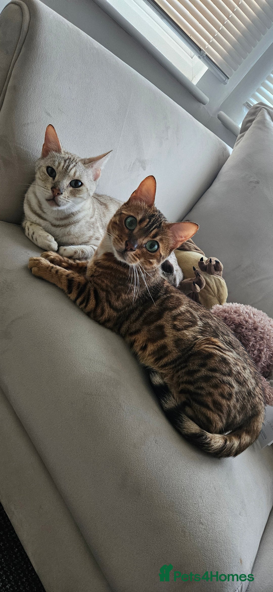 Bengal cats for sale: Mother and daughter bengal for rehoming  - Image 1