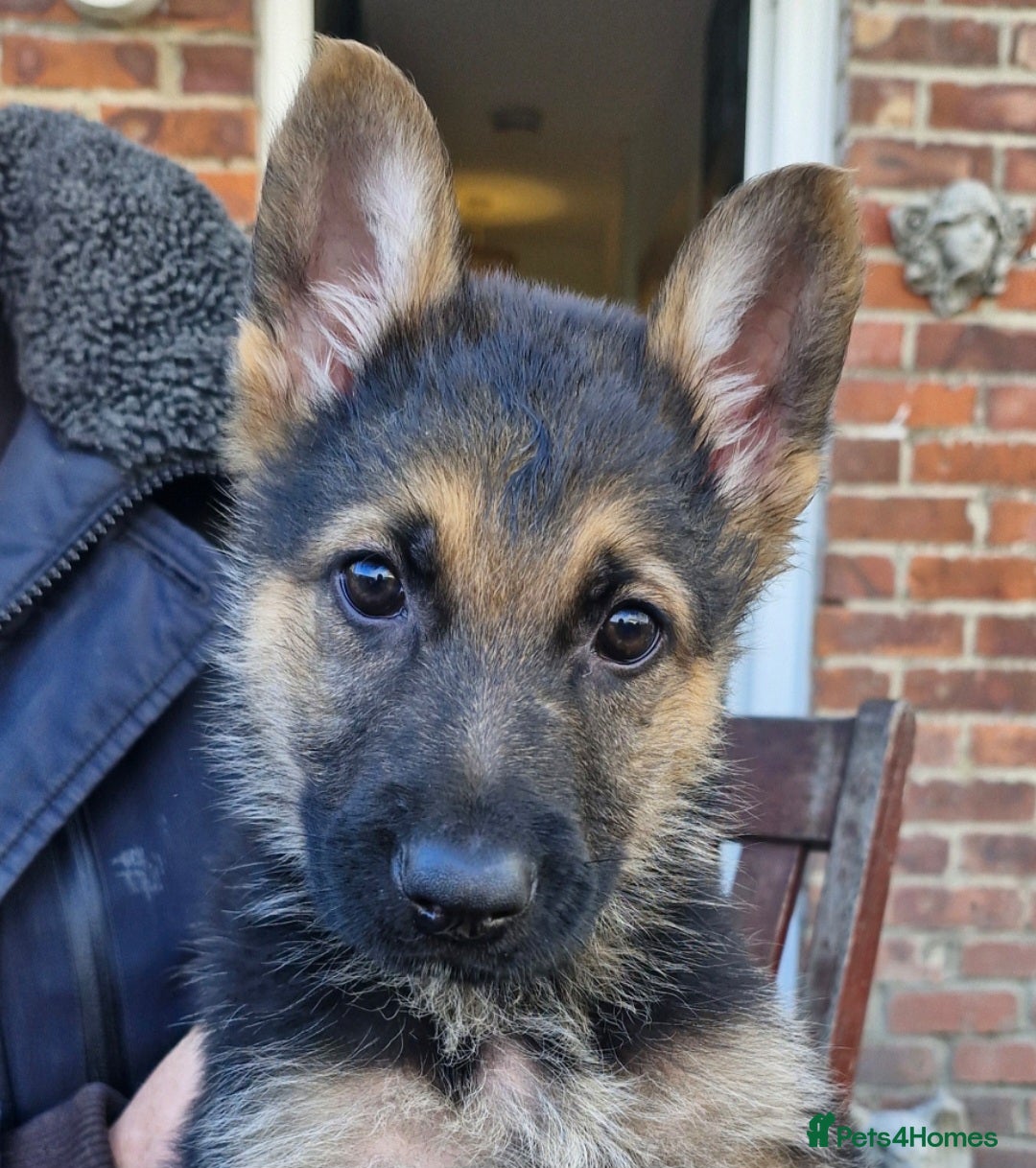 German Shepherd dogs for sale: KC German Shepherd pups LAST 2 BOYS! - Image 35