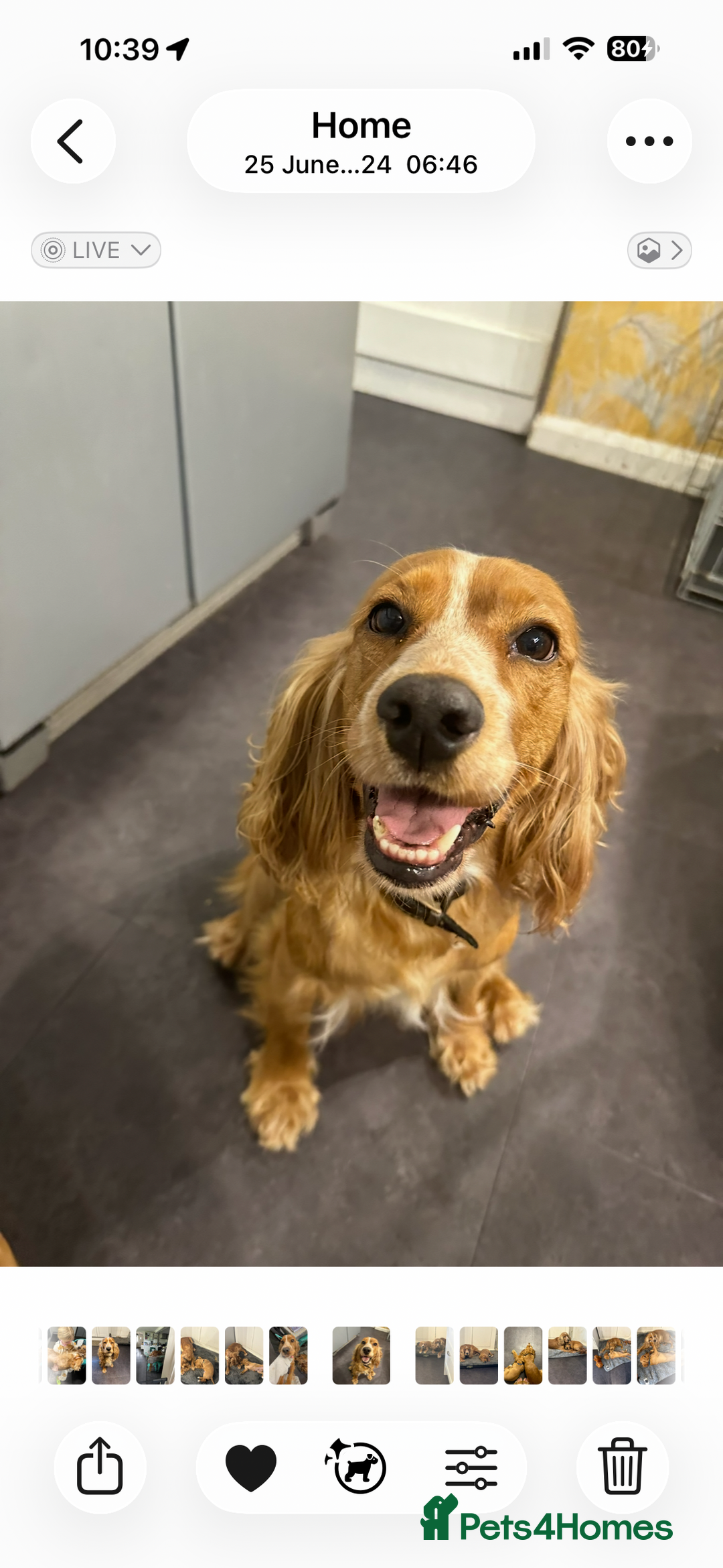 Cocker Spaniel dogs for sale: Superb Working Cocker Spaniel puppies - Advert 8