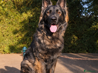 German Shepherd dogs SMOKEY SABLE 40+KILO WORKING LINE - Advert 11