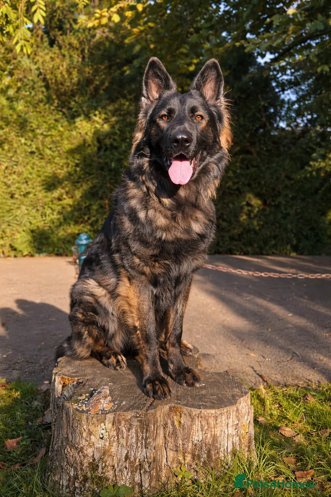 German Shepherd dogs for stud: Giant big boned KC shepherd  - Advert 1