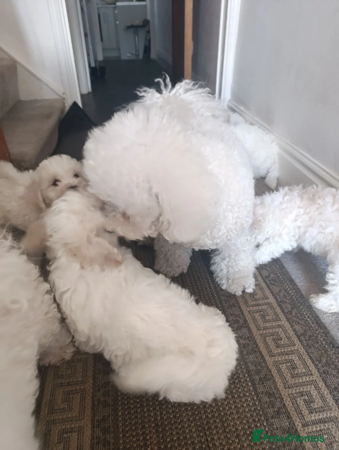 Bichon Frise dogs for sale: Bishon frise - Advert 1