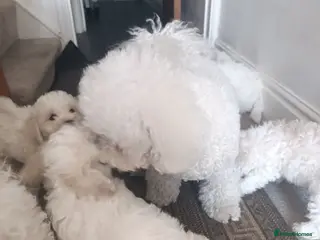 Bichon Frise dogs Bishon frise - Advert 16