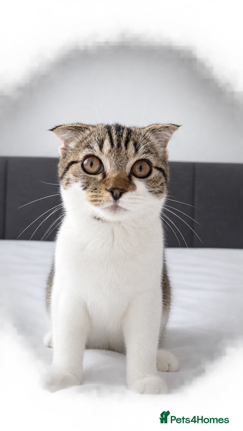 Scottish Fold cats Scottish fold short hair kitten - Advert 4