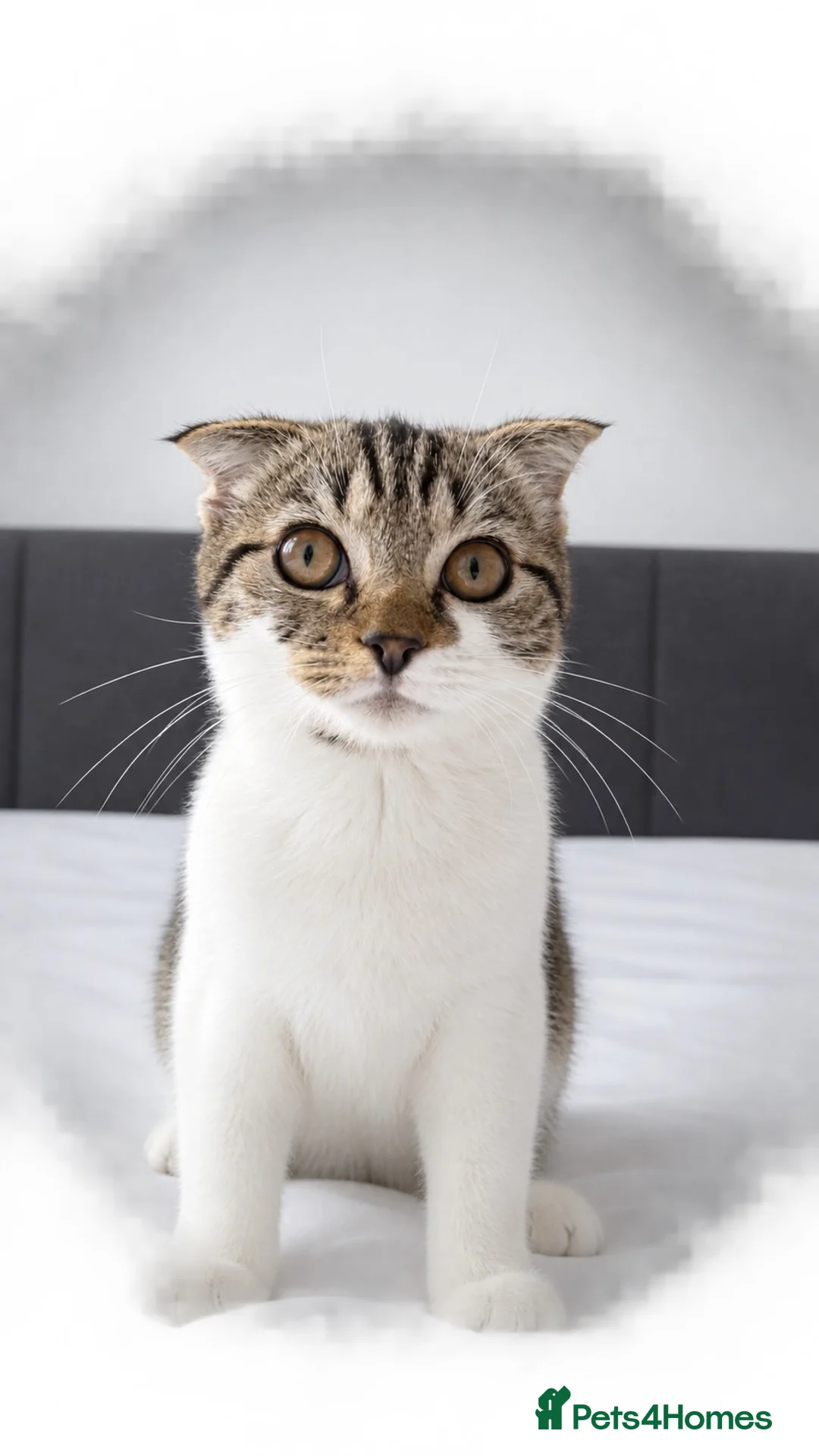 Scottish Fold cats for sale: Scottish fold short hair kitten in Northampton - Advert 1
