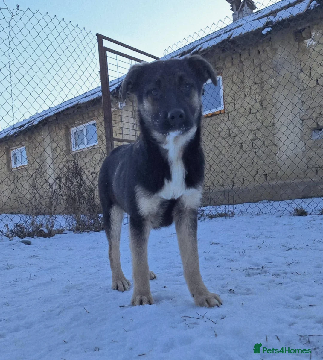 Mixed Breed dogs for adoption: Roquefort for adoption - Advert 10