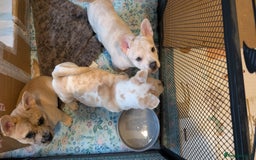 Mixed Breed dogs for sale: 3x Female French Bulldog X Chow Chow puppies.   - Advert 15