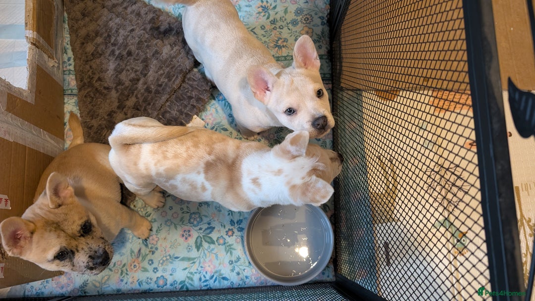 Mixed Breed dogs for sale: 3x Female French Bulldog X Chow Chow puppies.   - Advert 15