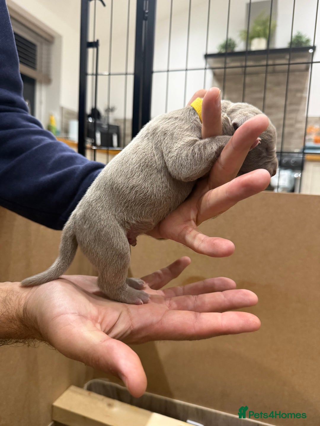 Mastiff dogs for sale: Neapolitan Mix - Image 11