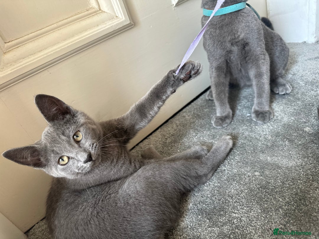 Russian Blue cats for sale: Russian Blue Kitten - Image 3
