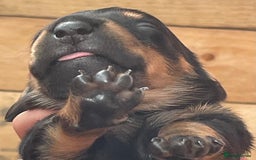 Miniature Dachshund dogs for sale: Miniature Dachshund Puppies   in Pontefract - Image 18