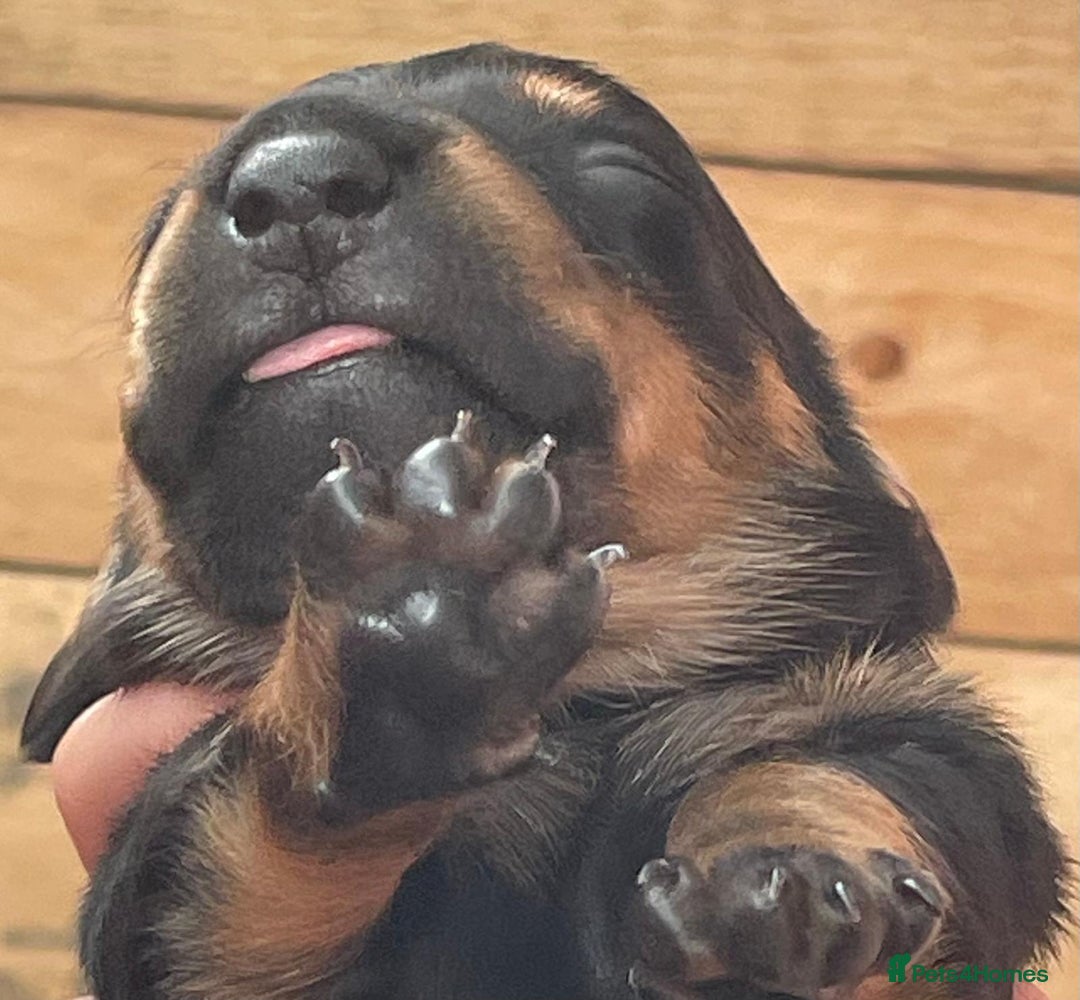 Miniature Dachshund dogs for sale: Miniature Dachshund Puppies   in Pontefract - Image 18