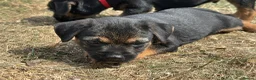 Border Terrier dogs for sale: Beautiful Border Terrier Pups - Advert 12