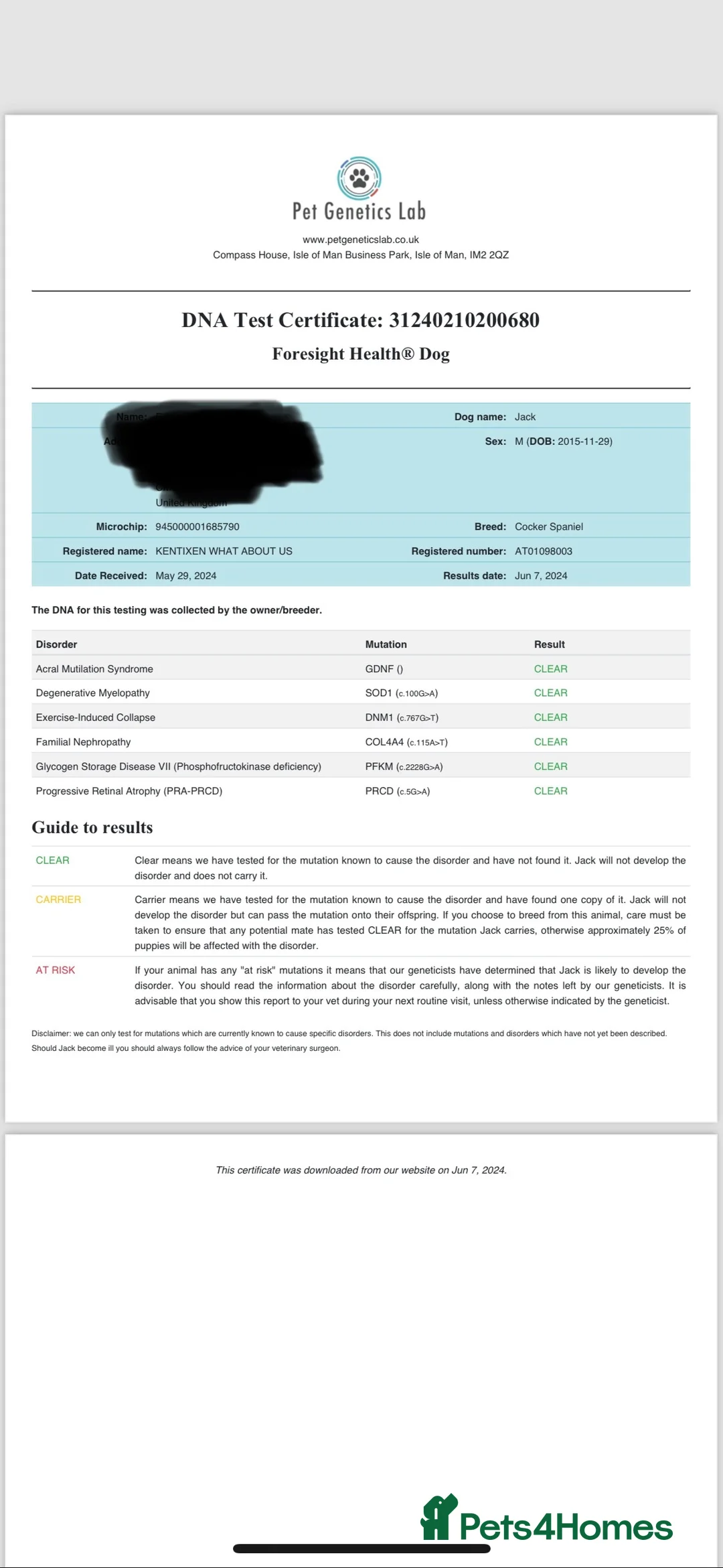 Cocker Spaniel dogs for stud: Working Cocker Spaniel available for Stud  in Chelmsford - Advert 30