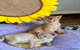 Abyssinian cats for sale: Pure pedigree Tica registered Abyssinian kittens  - Image 25