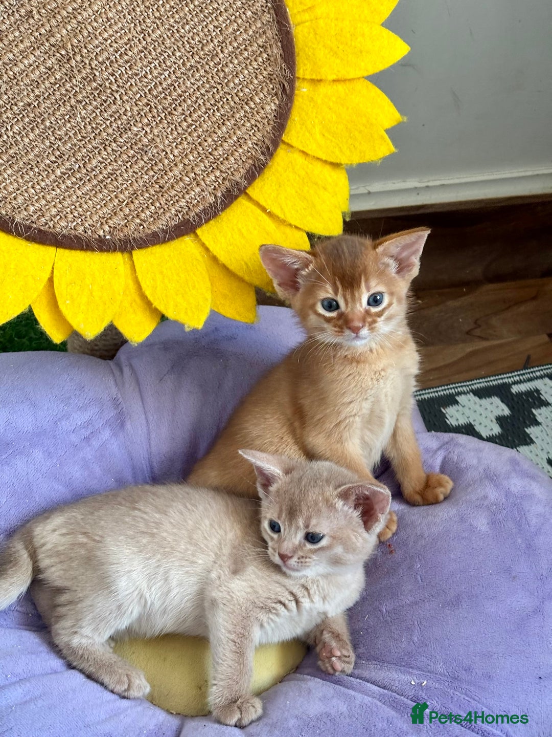 Abyssinian cats for sale: Pure pedigree Tica registered Abyssinian kittens  - Image 25