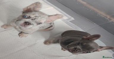 French Bulldog dogs - Advert 8
