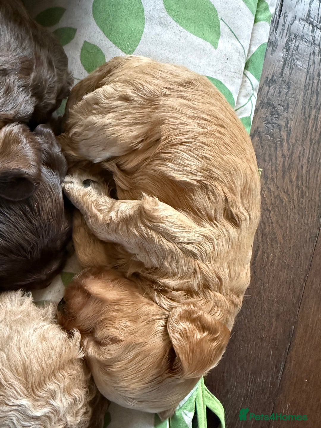 Cockapoo dogs for sale: 8 beautiful miniature cockapoo puppies - Advert 7