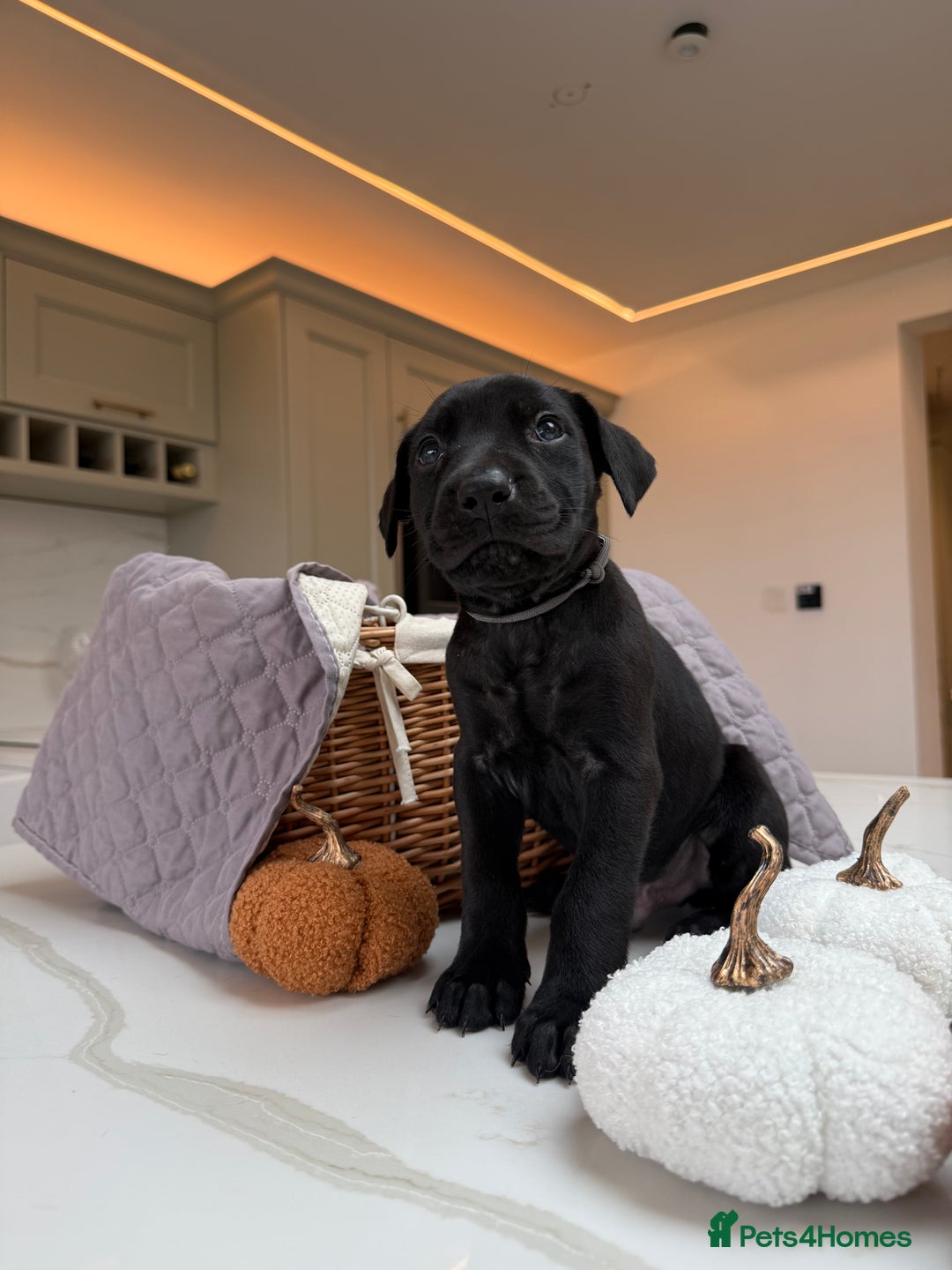 Cane Corso dogs for sale: Beautiful Cane Corso Puppies - Image 11