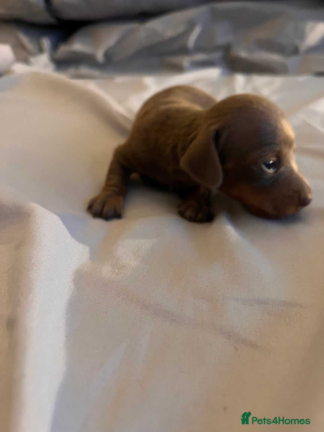 Dachshund dogs for sale: Isabella  - Advert 3