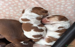 Cocker Spaniel dogs for sale: 🐶 Health-Tested Show-Type Cocke Spaniels 🐶 - Image 1