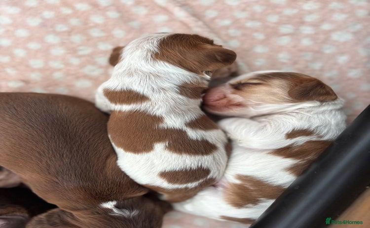 Cocker Spaniel dogs - Advert 5