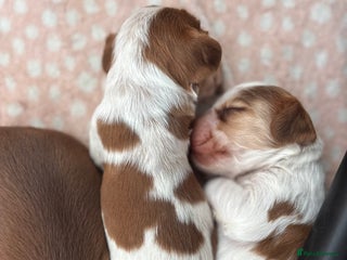 Cocker Spaniel dogs - Advert 32