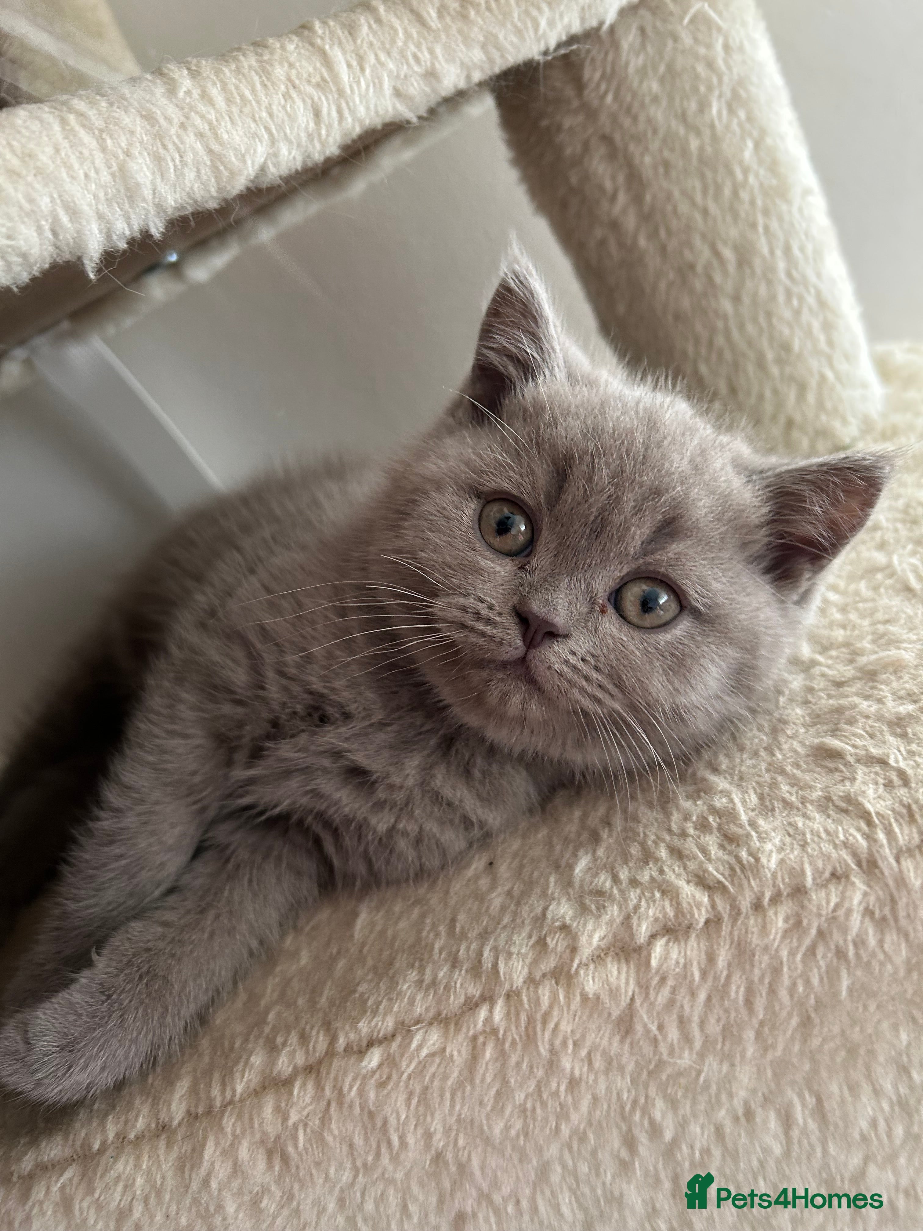 British Shorthair cats 1 beautiful chunky lilac boy left   - Advert 1