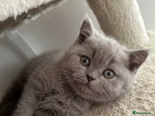 British Shorthair cats 1 beautiful chunky lilac boy left - Advert 2
