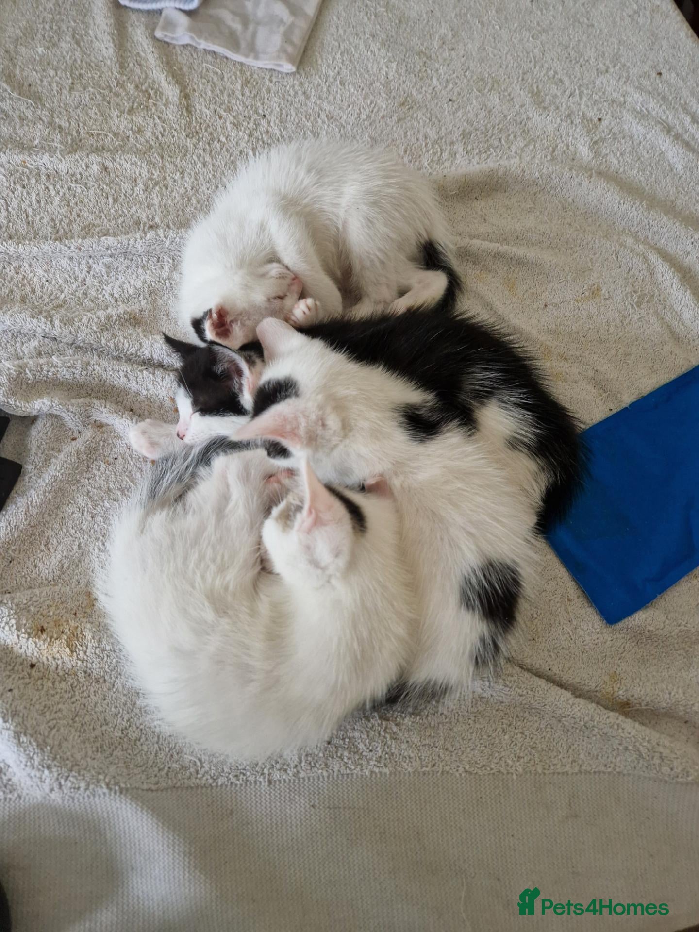Mixed Breed cats Adorable kittens for sale  - Advert 4