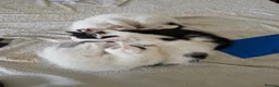 Mixed Breed cats for sale: Adorable kittens for sale  - Advert 1