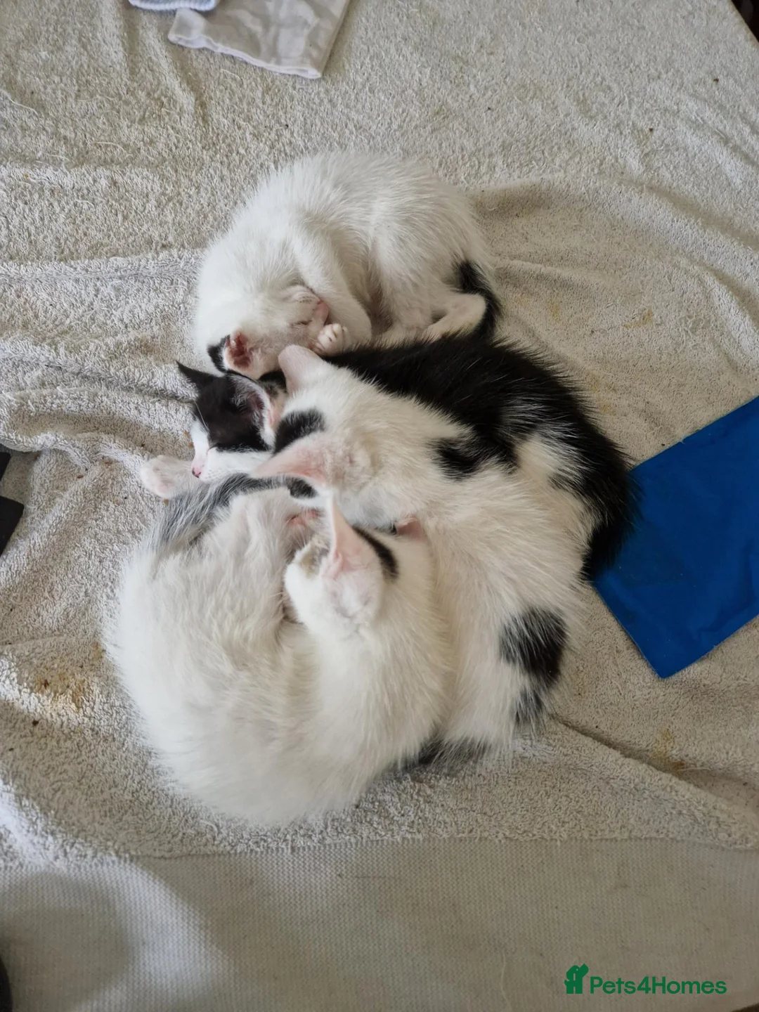 Mixed Breed cats for sale: Adorable kittens for sale  - Advert 1